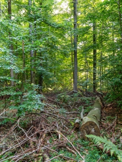 liegender Biotopbaum