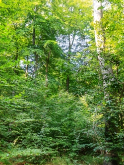 Buchenjungwuchs im Schatten von Altbuchen