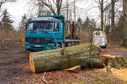 Holztransporter der Firma Baumgartner neben gefällter Altbuche