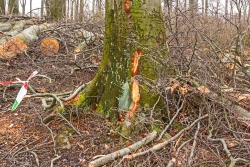 Rückeschäden an Altbuche