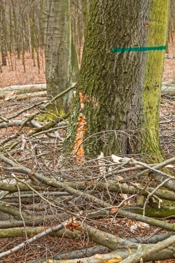 Rückeschäden an Altbuche