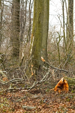 Rückeschäden an Altbuche