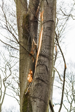 bei Fällung entstandener schwerer Rindenschaden an junger Buche