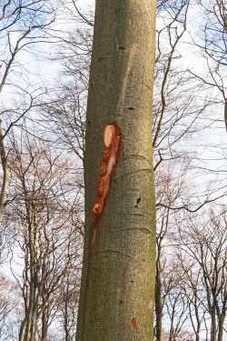 durch Fällung entstandener tiefer Rindenschaden an junger Buche