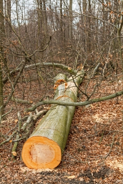 gefällter Baum mitten im Buchenjungwuchs