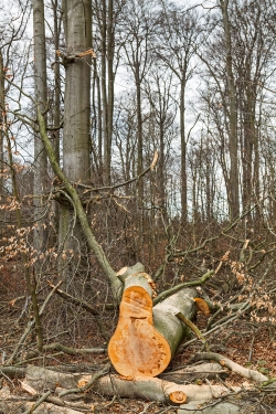 gefällter Baum mitten im Buchenjungwuchs