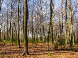 Altersklasse: Baumholz