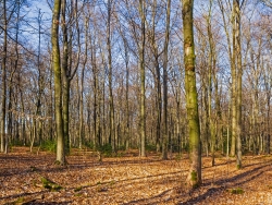 Altersklassenwald im Köllnischen Wald