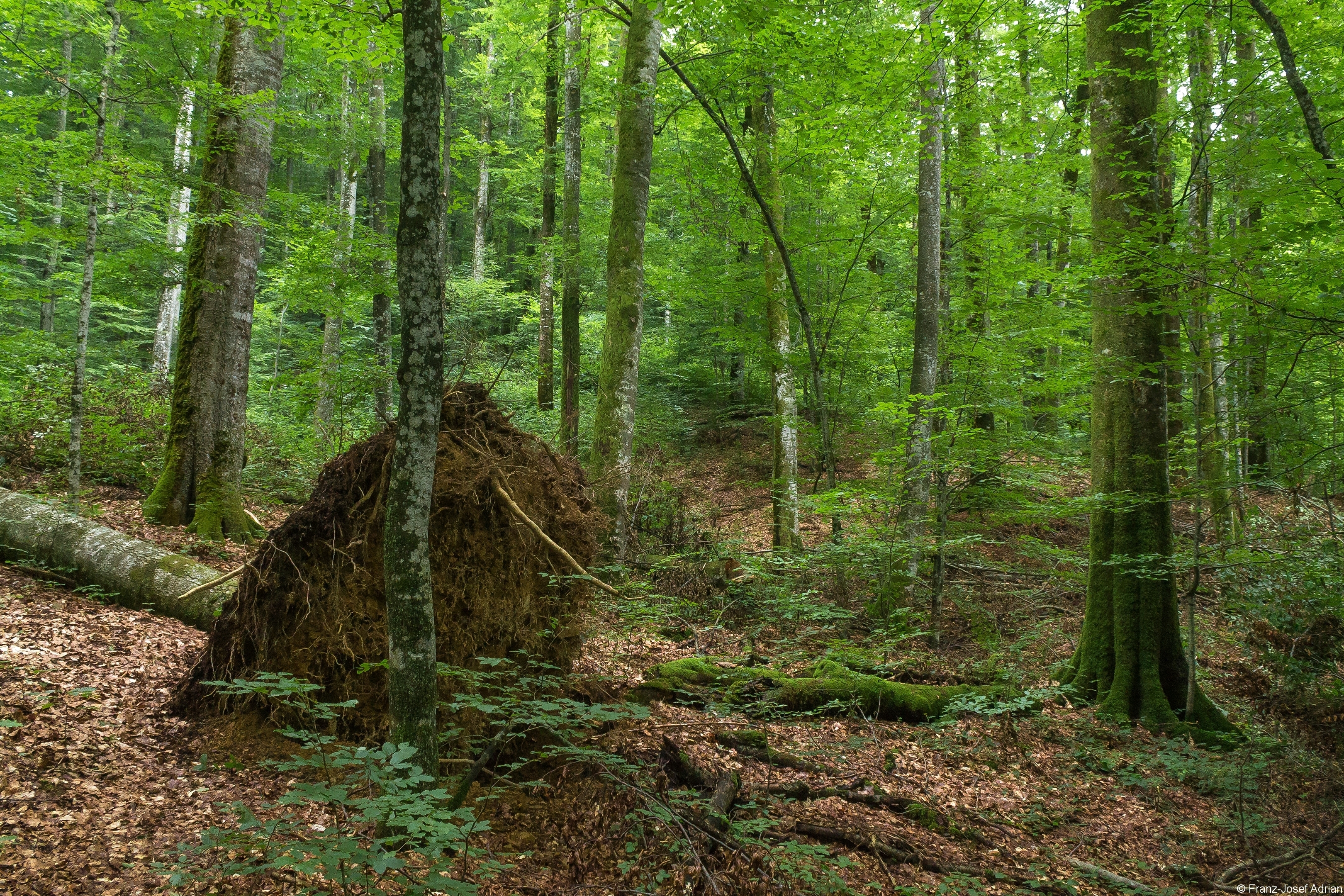 Baummikrohabitat_01