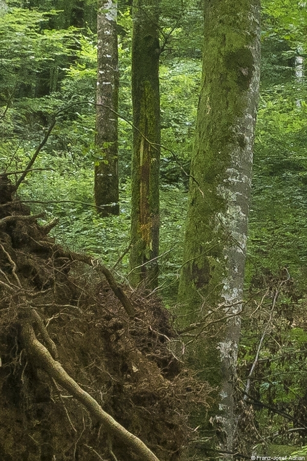 Baummikrohabitat_02