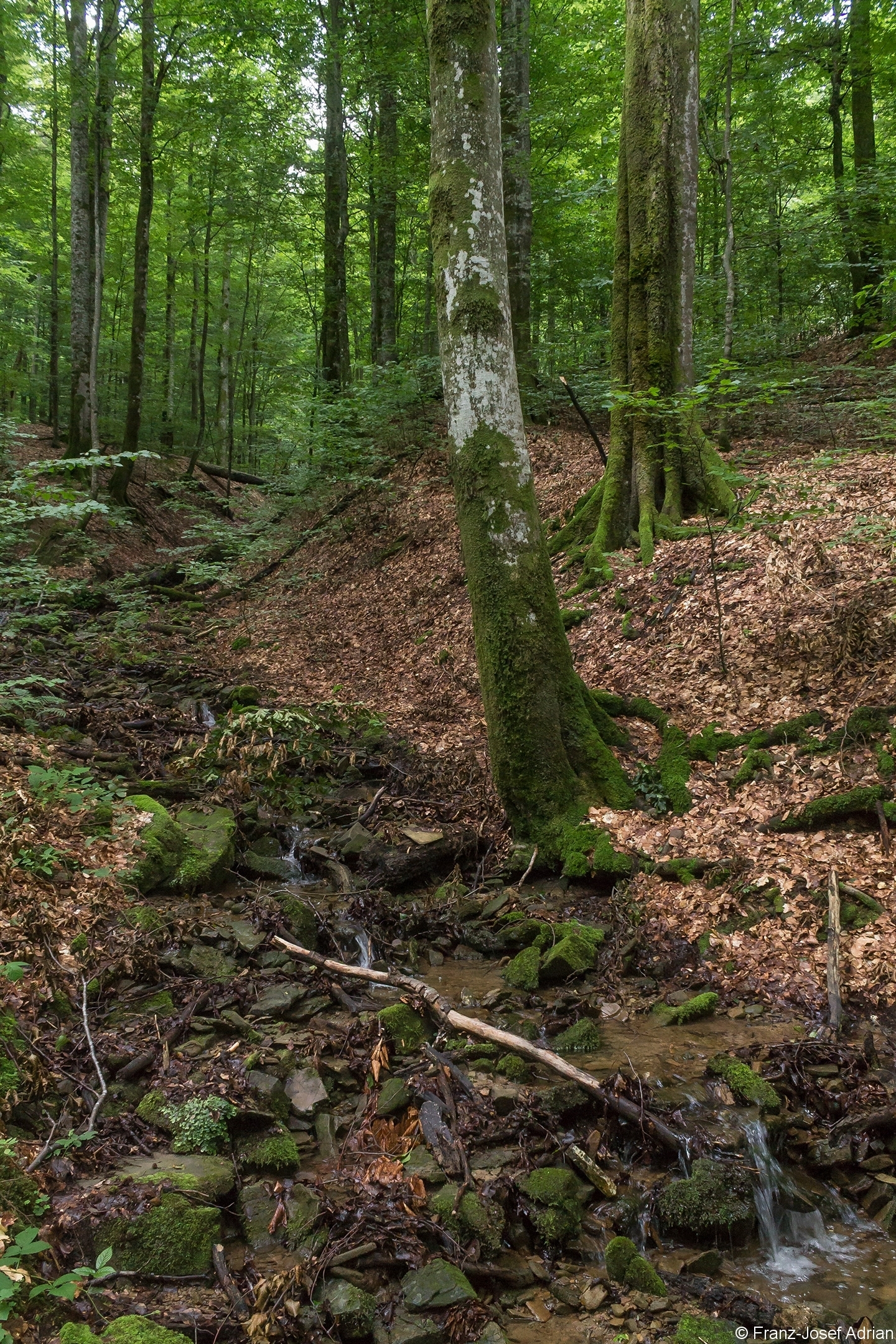 Baummikrohabitat_03
