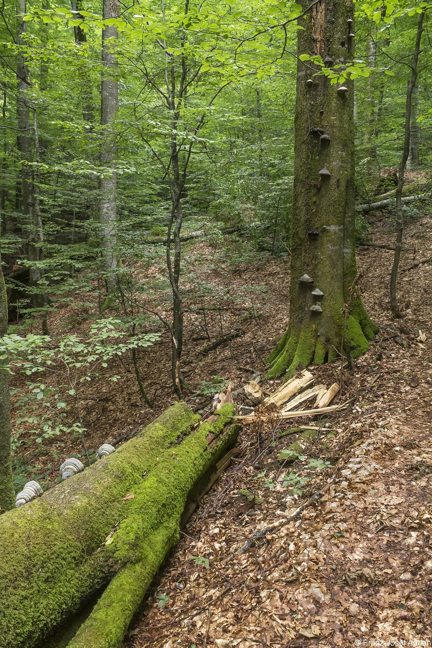 Baummikrohabitat_04