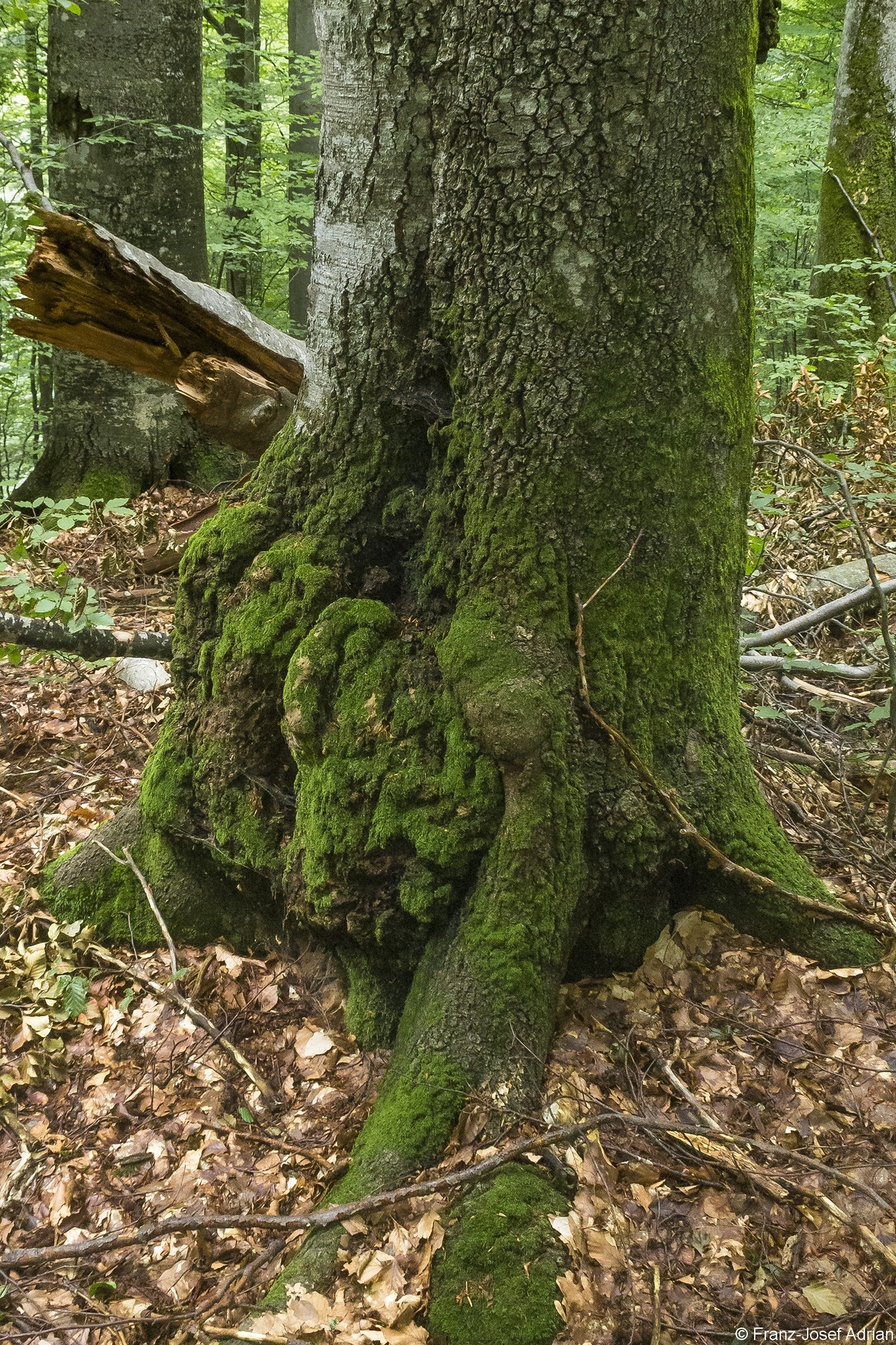 Baummikrohabitat_05
