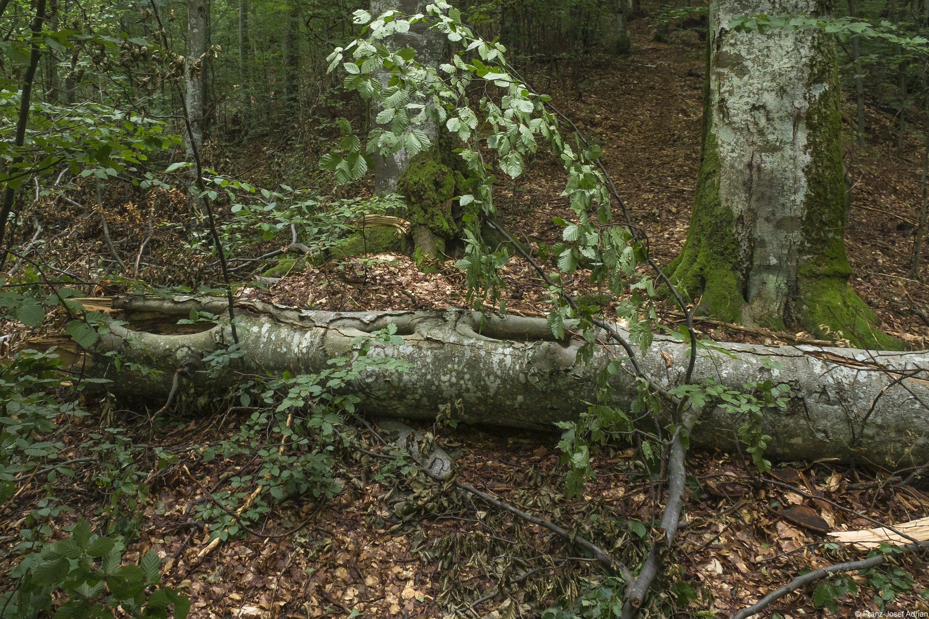 Baummikrohabitat_06