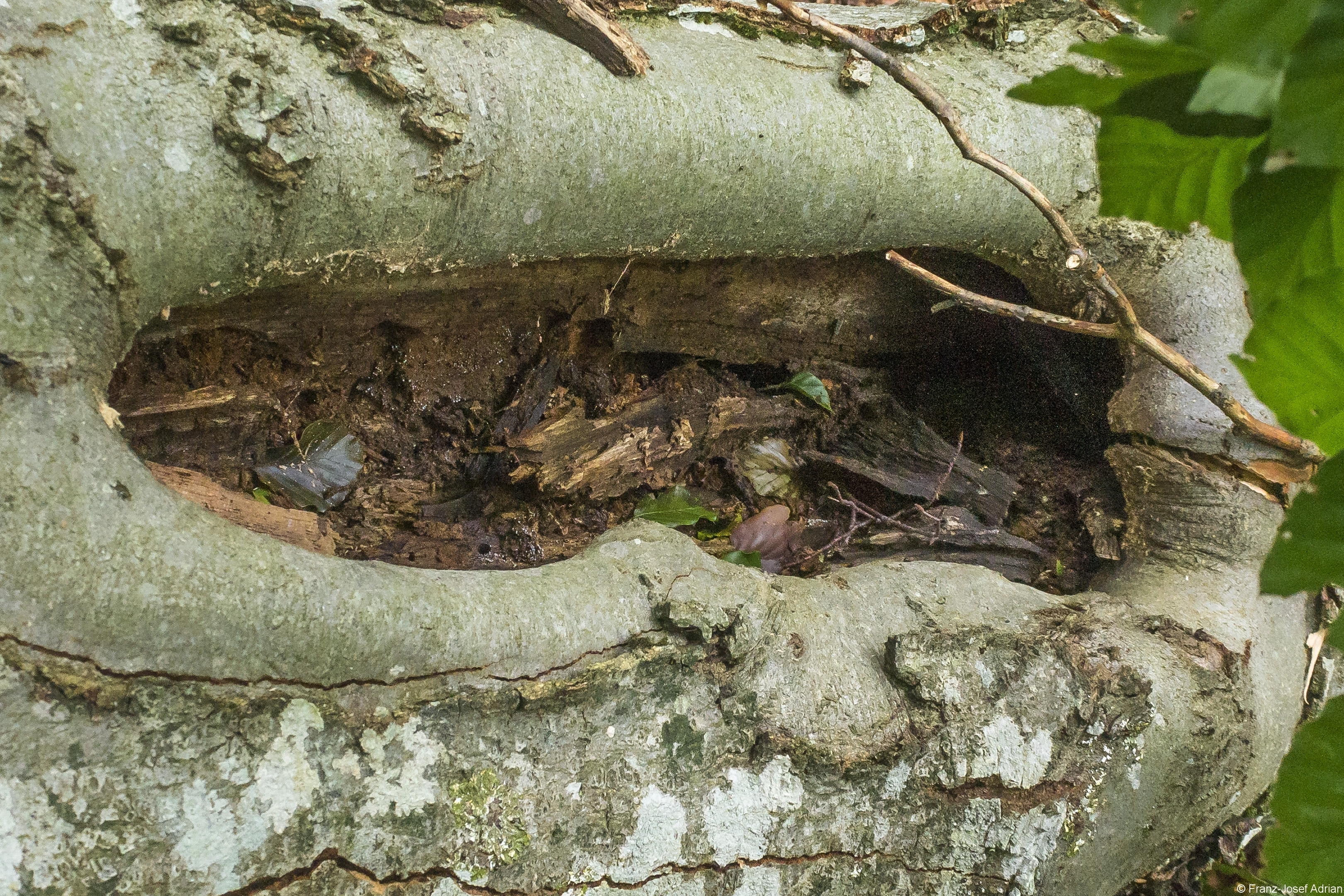 Baummikrohabitat_07