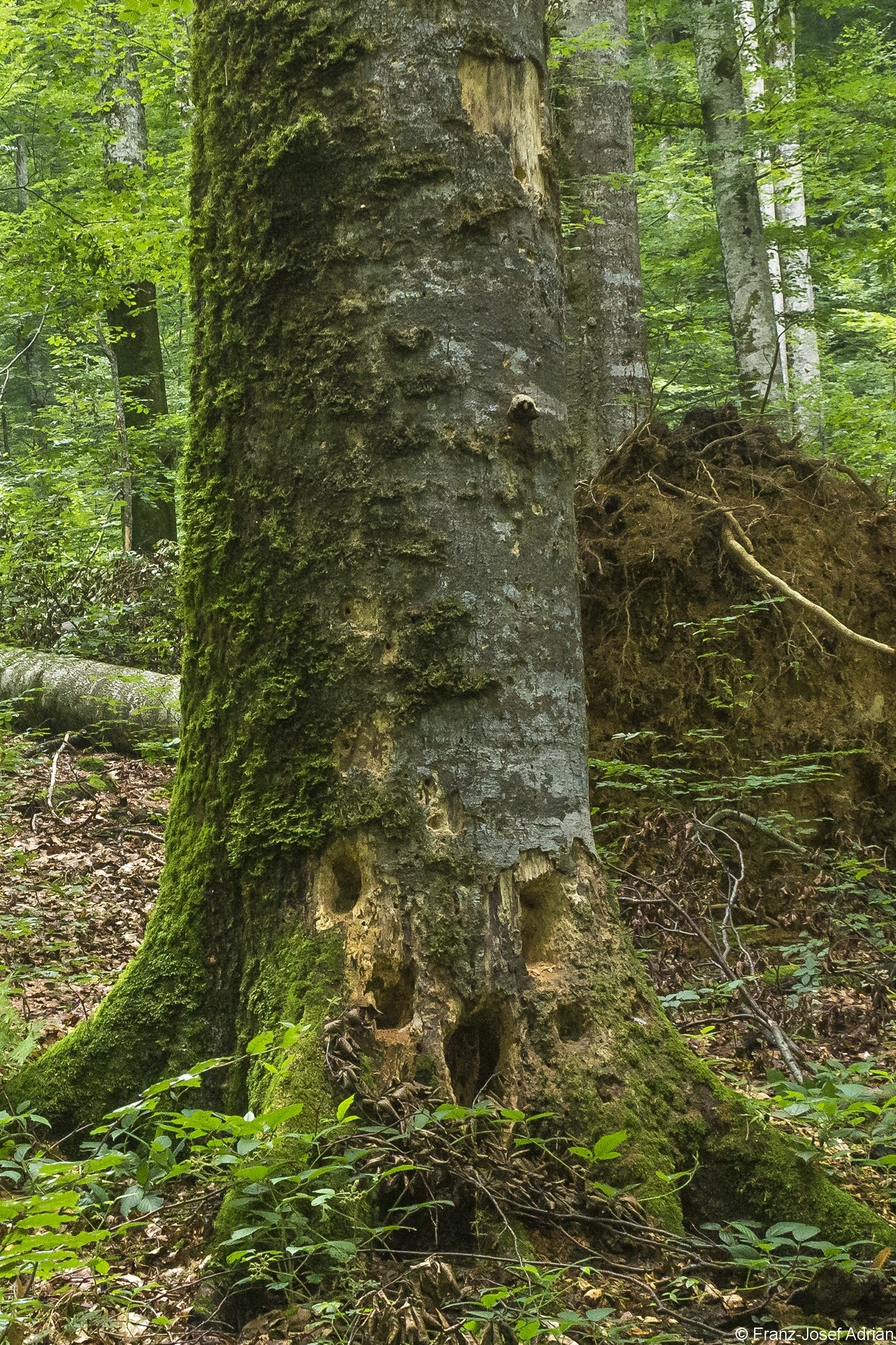 Baummikrohabitat_08