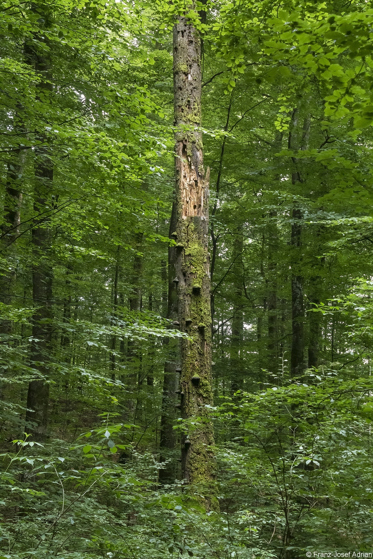 Mikrohabitate_Hochstumpf_1