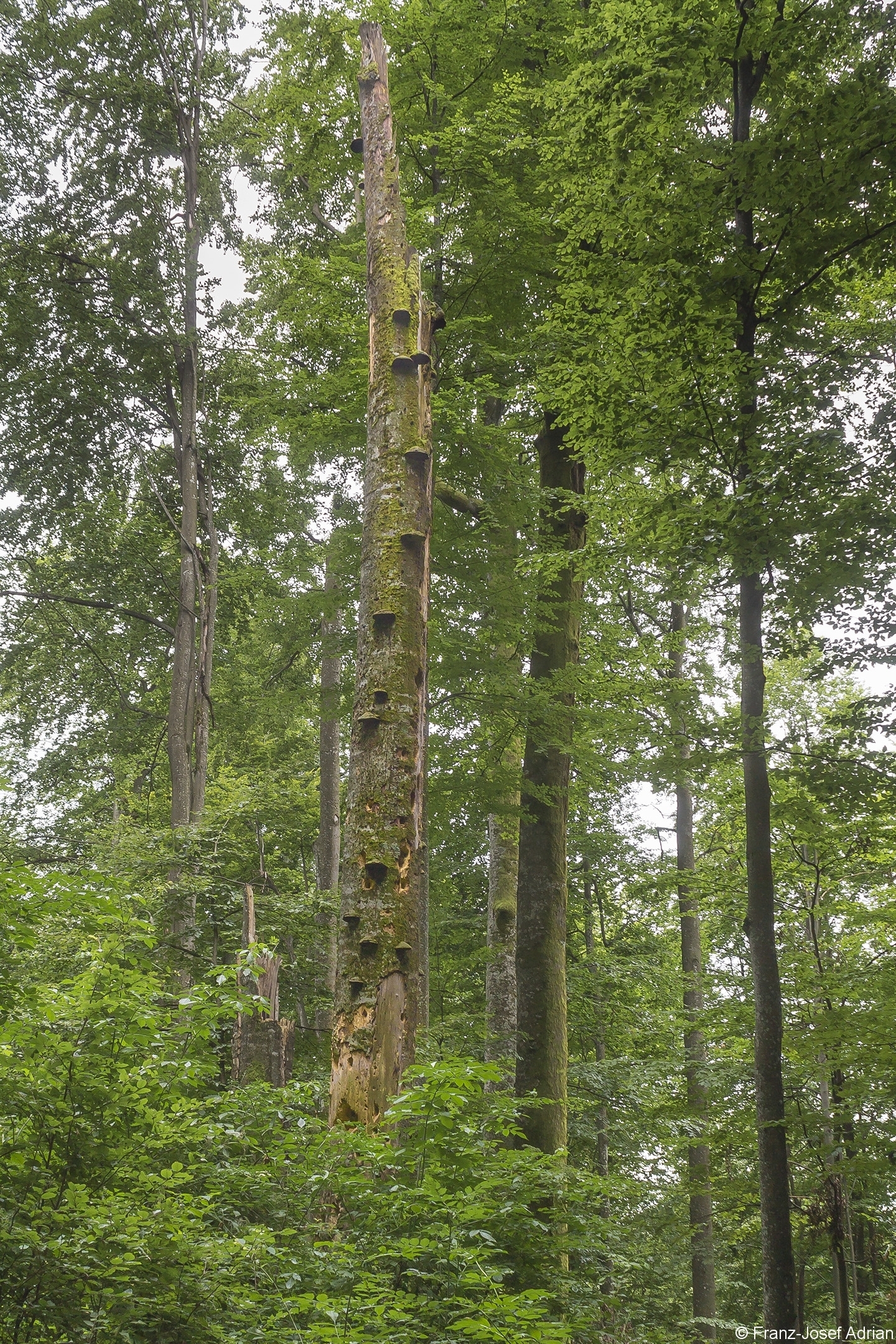 Mikrohabitate_Hochstumpf_2