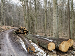Gefällte über 100 Jahre alte Eichen an der Baxmannbaude
