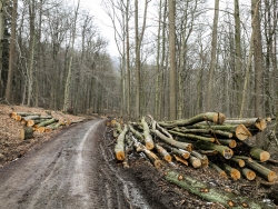 Gefällte Altbuchen an der Baxmannbaude
