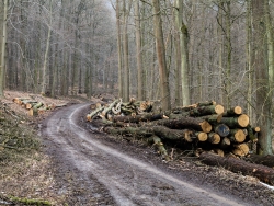 Meterhohe Stapel von alten Eichen und Buchen