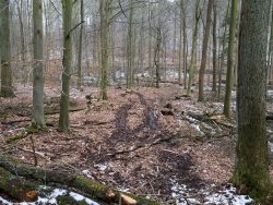 Weg quer durch den Wald zu einem Baumstumpf