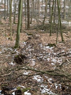 Weg quer durch den Wald zu 2 Baumstümpfen