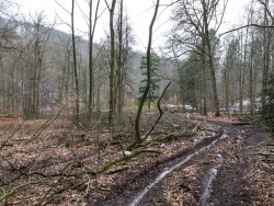 Forstweg mit tiefen Bodengleisen