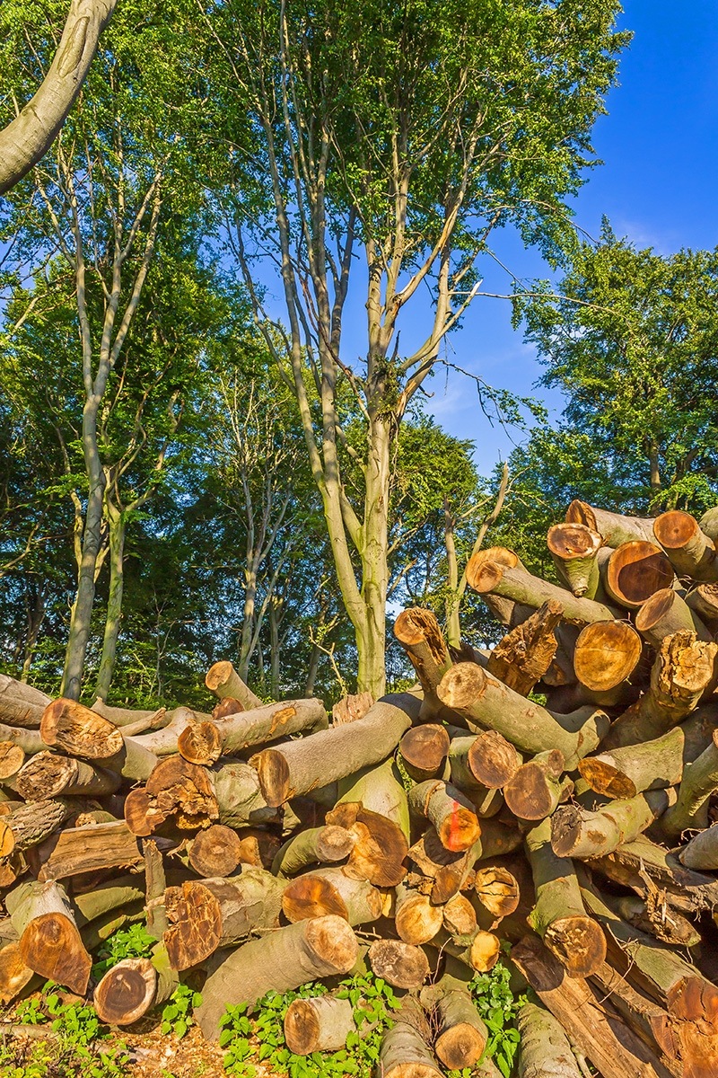 "der Förster ist dem Natur- und Artenschutz verpflichtet"