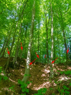 Z-Baum mit Z markiert