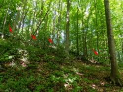 Bedränger zusätzlich mit Pfeilen markiert