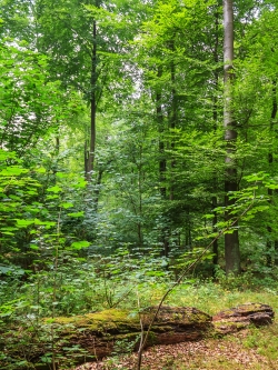 liegendes Totholz inmitten von Ahornverjüngung