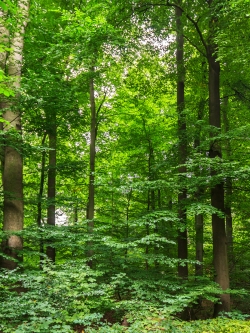Buchenwald in der Reifephase