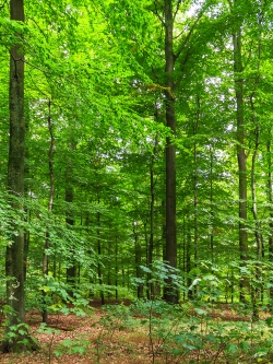 gradschaftige, astreine Altbuchen mit wervollem Holz