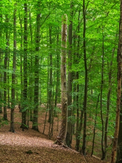 stehendes Totholz im Buchenhallenwald