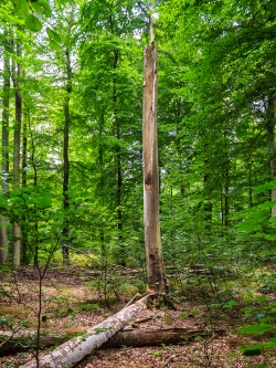 stehendes und liegendes Totholz