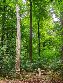 Ahornverjüngung um Biotopbaum