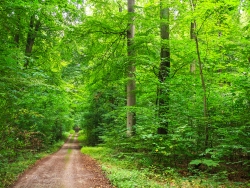 Weg im Behlendorfer Forst