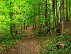 Weg nahe am Behlendorfer See