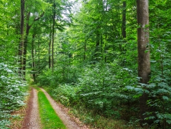 Weg im Behlendorfer Forst