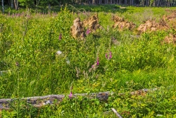 junge Sandbirken zwischen Kräutern und Gräsern