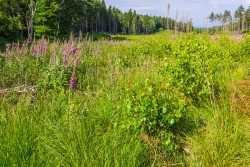 Fingerhutblüte auf dem Kahlschlag