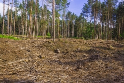 Blick auf den Kiefernwald im Westen des Kahlschlags