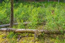 junge Birken im Bachtal, im Hintergrund Kiefern