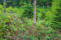 Adlerfarndickicht und Fichten im Bachtal