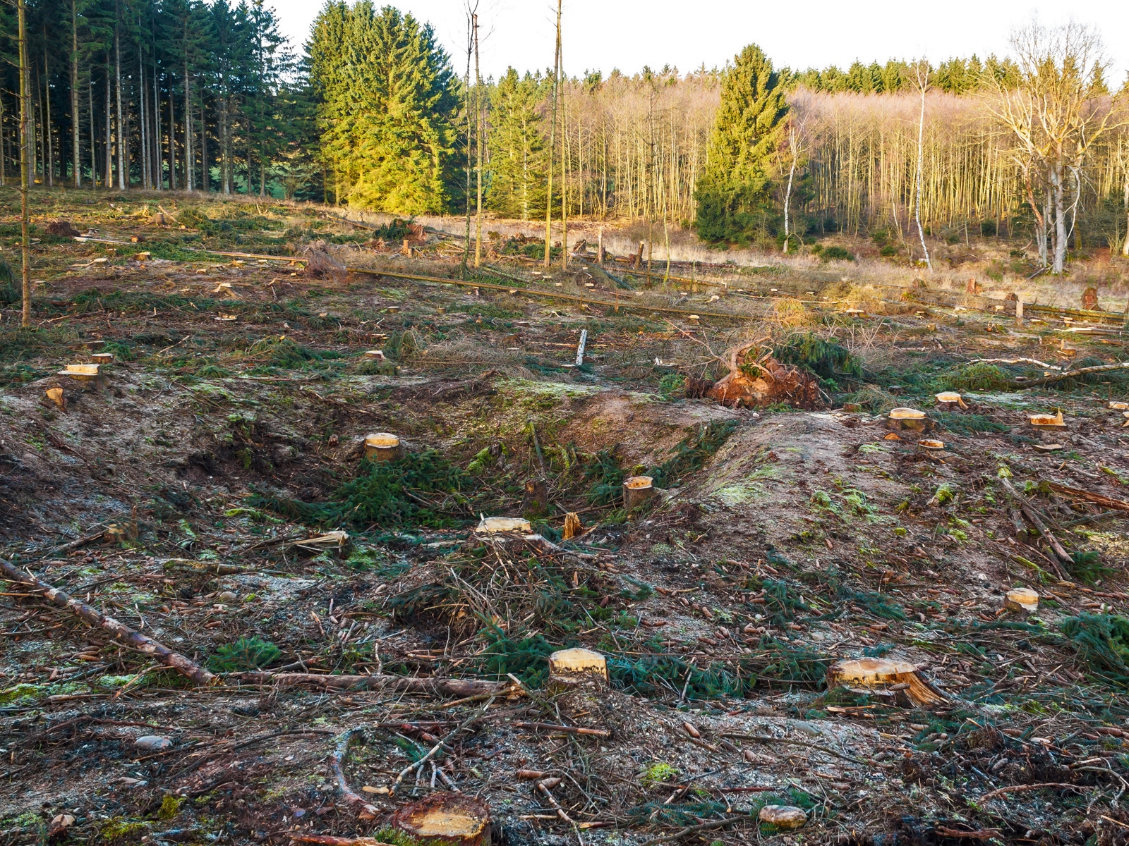 verwundeter und verdichteter Waldboden