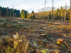 extremes Freilandklima auf Kahlschlag