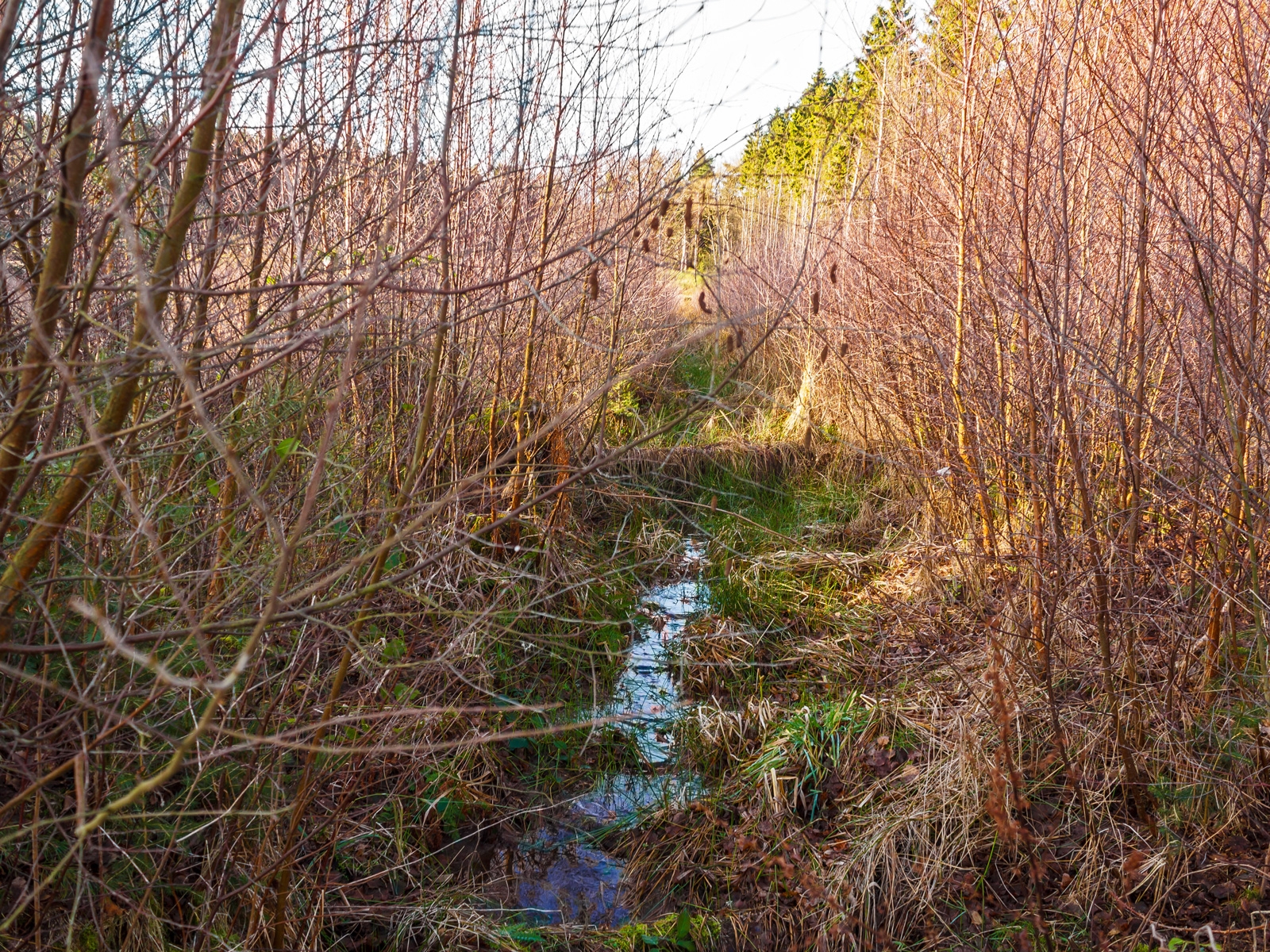 Rinnsal Bergerbach
