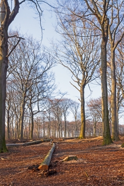 schruel_c