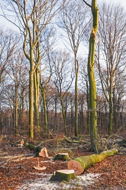 schruel_e